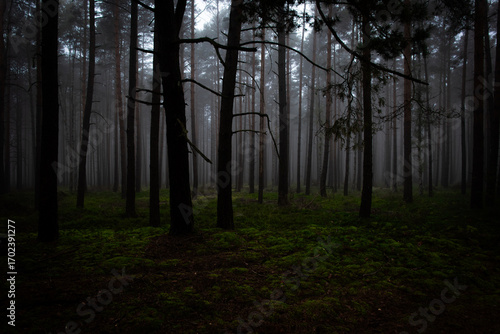 Sosnowy las o świcie. W półmroku widać zarys drzew między którymi unosi się mgła.