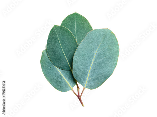 Three oval eucalyptus leaves with visible veins on black green blue, Isolated On Png Transparent Background