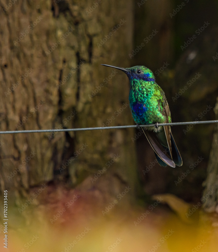 Fototapeta premium Colibrí