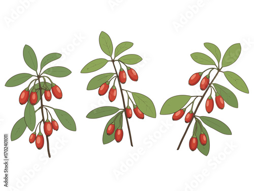 Botanical Illustration Goji Berry Branches with Fresh Green Leaves and Vibrant Red Berries