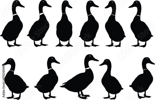 Silhouette of duck birds, waterfowl collection, wild ducks, animal nature wildlife, bird shapes, standing ducks, black and white design