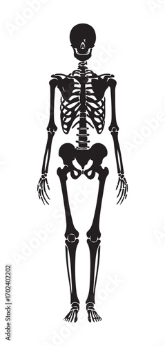 Full-body anatomical illustration of a human skeleton.