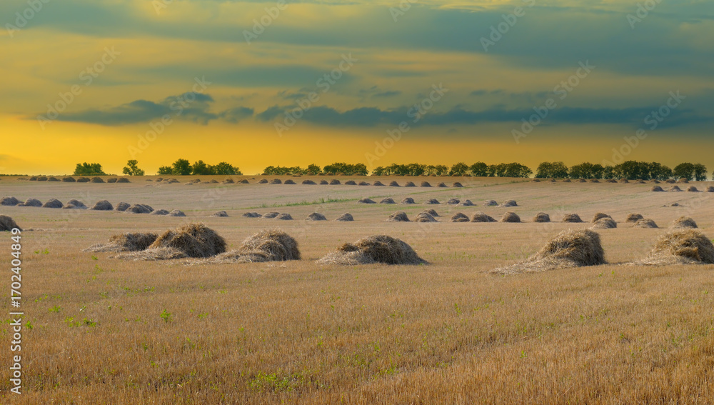 Obraz premium Golden Field of Haystacks at Sunset