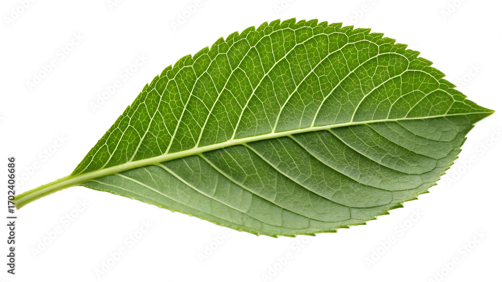 Obraz premium Fresh green leaf with visible veins close-up.