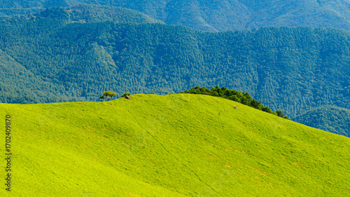Panoramic view of a bright green highland slope in Nagano Prefecture, Japan, with steep coniferous forested mountains as a backdrop under a clear summer sky.