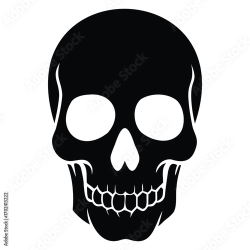 Detailed Human Skull Illustration