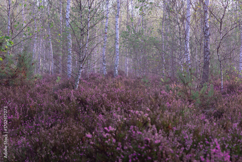 Fototapeta Naklejka Na Ścianę i Meble -  Brzozowy zagajnik porośnięty niskimi, młodymi drzewami. Ziemię porastają krzewinki wrzosu mające gałązki pokryte fioletowymi kwiatami. Jest wczesny słoneczny ranek. Nad ziemią unosi się mgła.