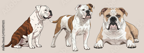 American Bulldog cute pose set vector illustration