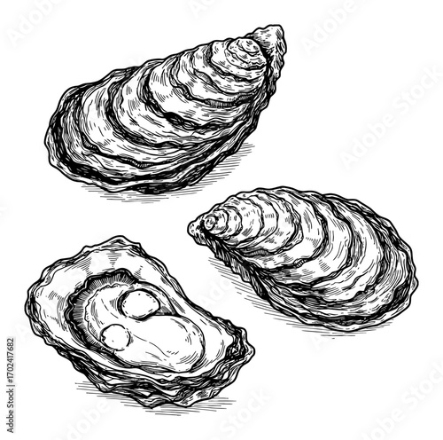 Three Oysters from Different Angles Collection Set Black and White Outline Line Art Drawing