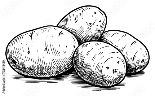 Four Whole Raw Potatoes Food Vegetable Group Black and White Outline Line Art Drawing Ingredient