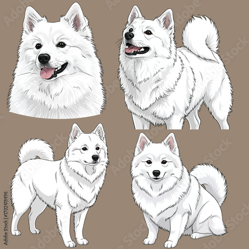American Eskimo Dog Mutiple pose set cute vector illustration