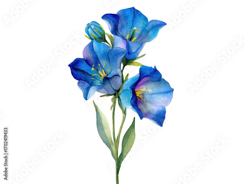 Vibrant bluebell flowers painted in watercolor with delicate petals and green leaves painting botanical, Isolated On Png Transparent Background