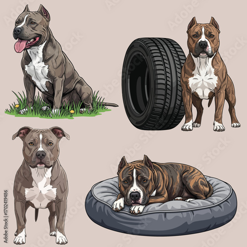 American Pit Bull Terrier dog Mutiple pose set vector illustration 