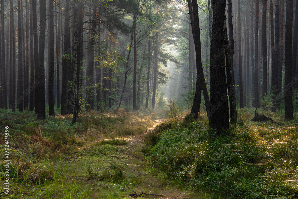 Naklejka premium Mglisty poranek w sosnowym lesie. Pomiędzy wysokimi drzewami jest wyboisty, porośnięty trawą dukt leśny, nad nim unosi się opar mgły oświetlany promieniami słońca tworzącymi malownicze smugi światła.
