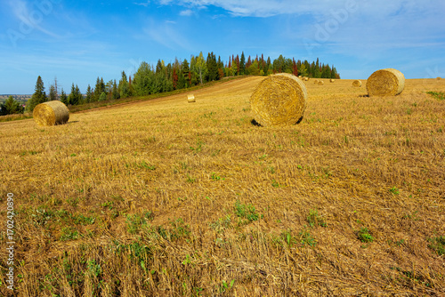 Countryside landscape with harvested field with bales and forest on sunny day
