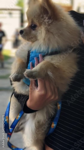 Pomeranian Spitz is a breed of dog	