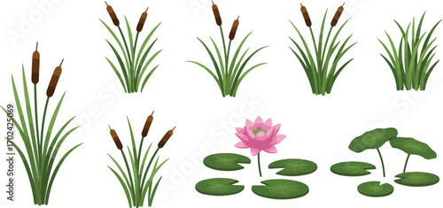 Cattails And Water Lily Collection bulrush reeds