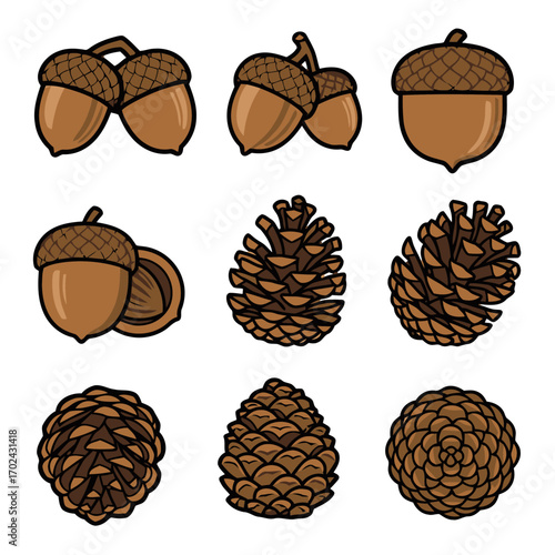 Collection acorns and pine cones
