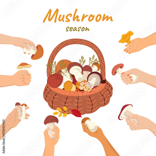 Harvest of mushrooms lies in a basket. Collecting forest mushrooms. Vector art showing hands collecting mushrooms in basket. Mushrooms season. Autumn harvest, forest food, seasonal gathering concept