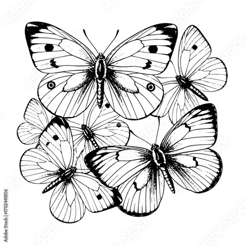 Whites and Sulphurs, Pieridae, line art, engraving, black and white, white background