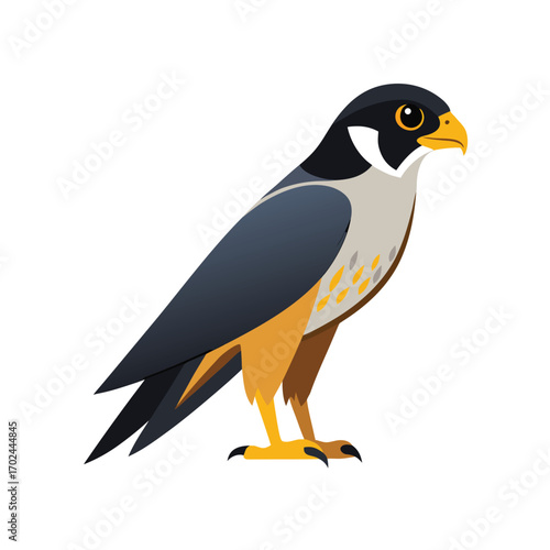 Peregrine falcon bird of prey isolated on white background