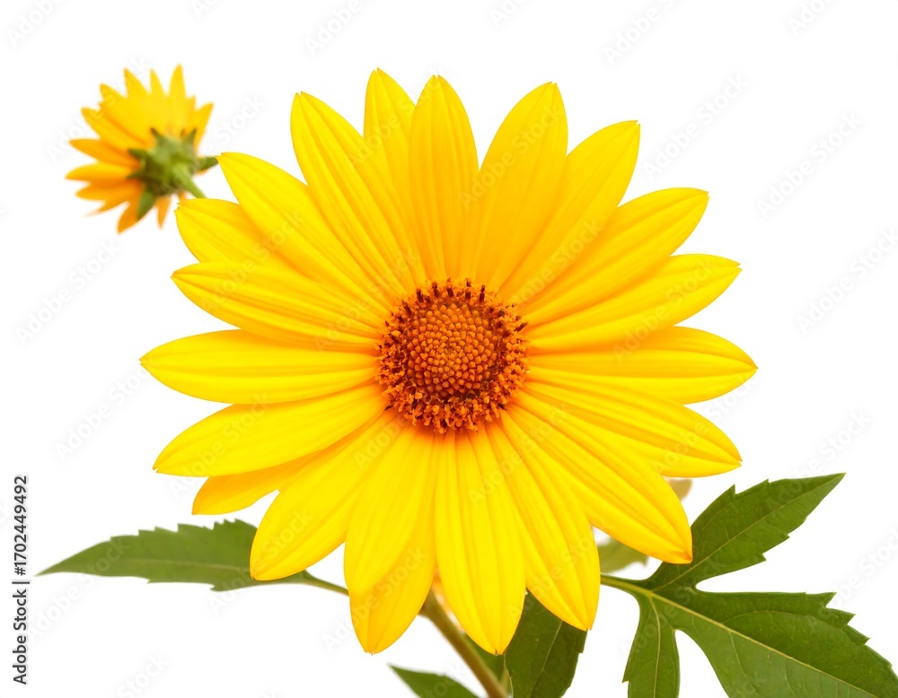 Obraz premium Bright yellow flower with green leaves