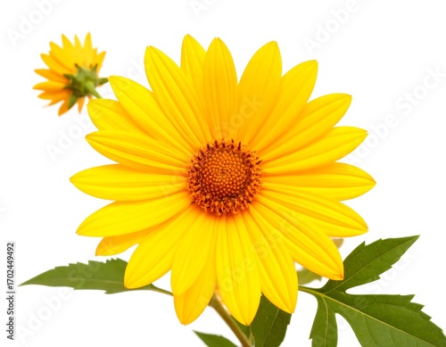 Bright yellow flower with green leaves