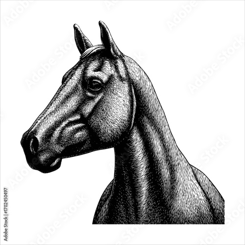 Detailed Engraving of a Horse's Head in Profile