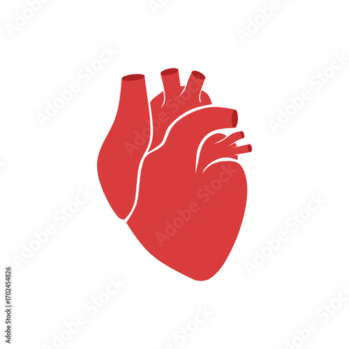 Red anatomical human heart vector illustration. Symbol of medicine, biology, and health