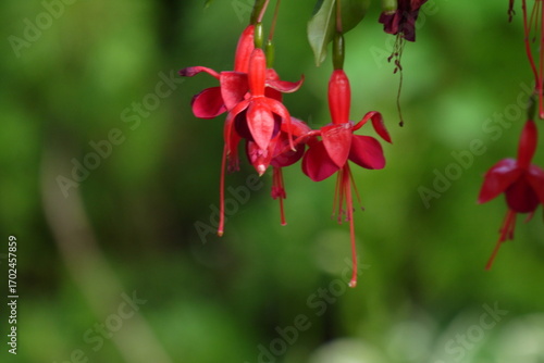 Kwitnąca fuksja na rozmazanym tle