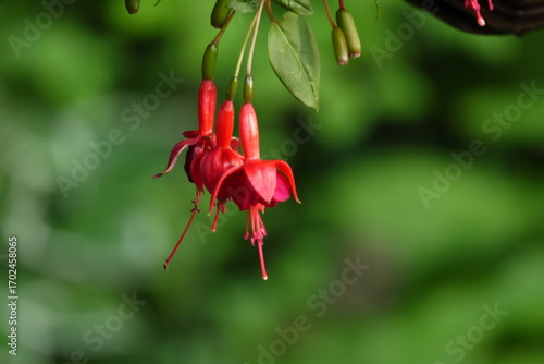 Kwitnąca fuksja na rozmazanym tle