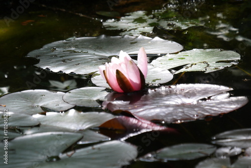 Różowa lilia rozkwitająca na stawie w lekkim porannym świetle