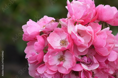 Róże kwitnące w ogrodzie