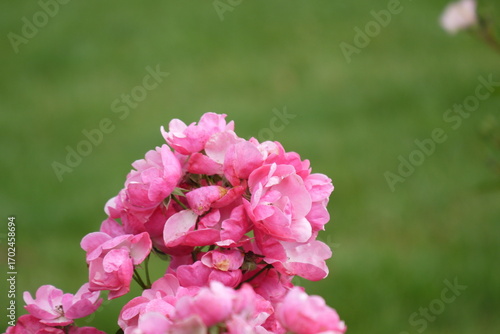 Róże kwitnące w ogrodzie