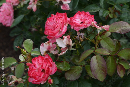 Róże kwitnące w ogrodzie