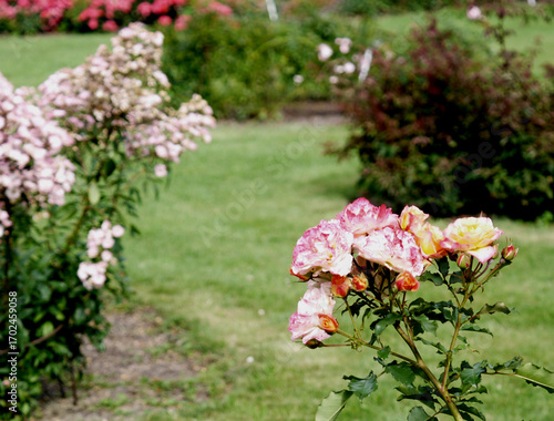 Róże kwitnące w ogrodzie