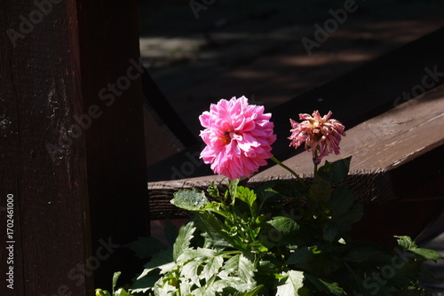 Piwonia kwitnąca w ogrodzie