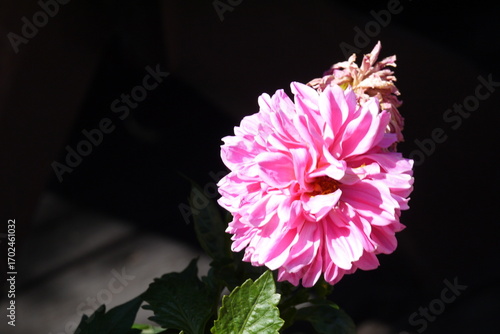 Piwonia kwitnąca w ogrodzie