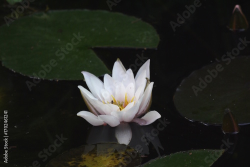 Biała lilia wodna na stawie