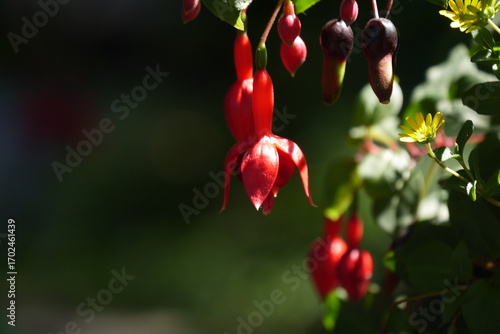 Kwitnąca fuksja na rozmazanym tle