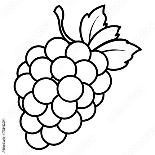 vector illustration of grapes
