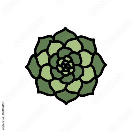 Succulent plant grows symmetrically indoor decoration simplicity