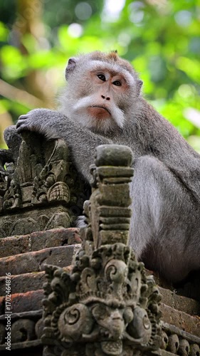 Wallpaper Mural Monkey (Long-Tailed Macaque) at the Monkey forest in Ubud Bali Indonesia. Vertical Video. Torontodigital.ca