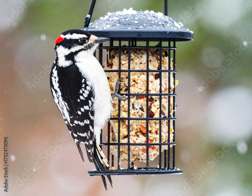 Downy woodpecker (dryobates pubescenson) on a suet feeder in winter. Ai