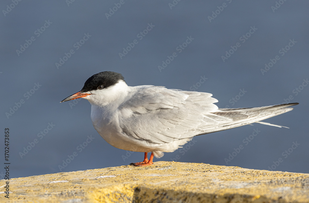 Obraz premium Common Tern