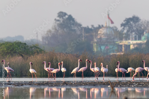 A group of Flamingos feeding on the algae in salty waters on the outskirts of Jamnagar, Gujarat