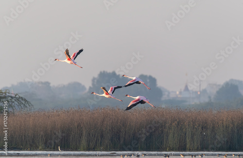 A flock of flamingos flying away with a beautiful blue sky on the outskirts of Jamnagar, Gujarat, India