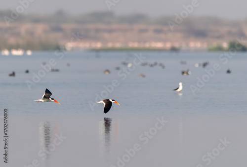 An Indian skimmer flying in the marshy waters on the outskirts of Jamnagar, Gujarat