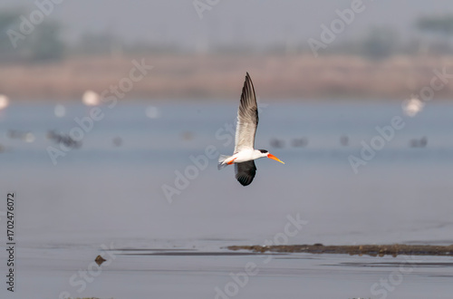 An Indian skimmer flying in the marshy waters on the outskirts of Jamnagar, Gujarat