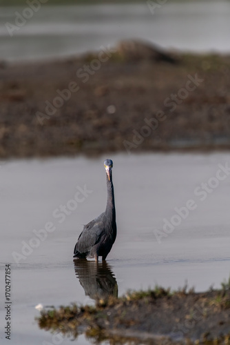 A western reef egret relaxing on a mound near a water body on the outskirts of Jamnagar, Gujarat